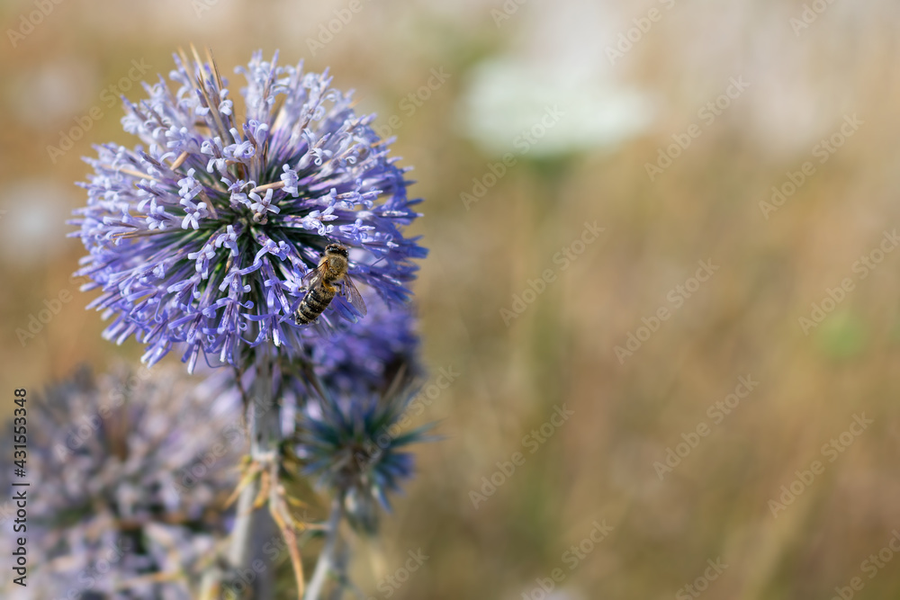 Big yellow and black striped bee is flying around a big bright purple spheric flower also known as Big yellow and black striped bee is flying around a big bright purple spheric flower also known as