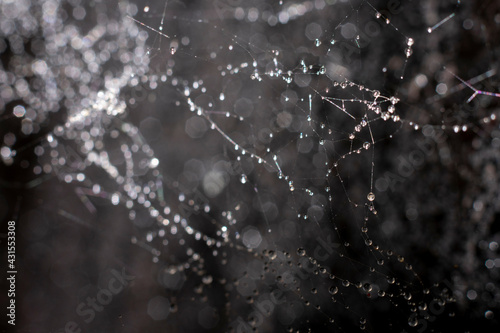Natural blurred background with bokeh effect made of wet spiderweb. Delicate filaments of web and waterdrops on it