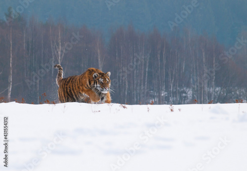 Natural scene with siberian tiger runnig in snowy taiga in russia (Panthera tigrais altaica) © sci