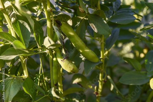 Broad Beans in the vegatable garden. Vicia faba, also known in the culinary sense as the broad bean, fava bean, or faba bean is a species of flowering plant in the pea and bean family, broad bean