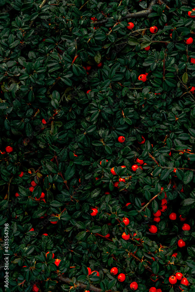 green leaves and red berry