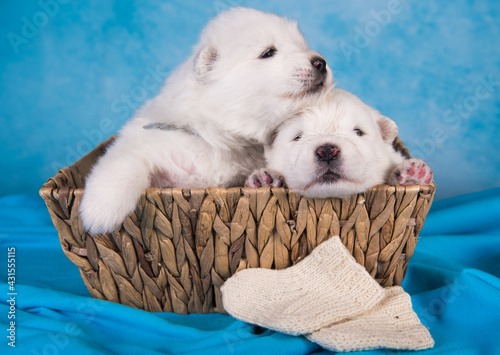 Two small one month old cute white Samoyed puppies dogs