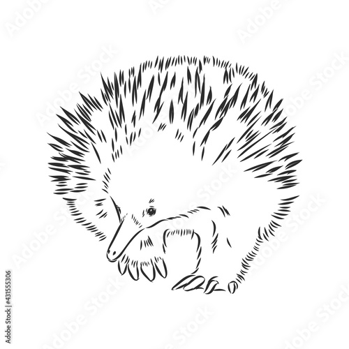 Echidna illustration, drawing, engraving, ink, line art, vector