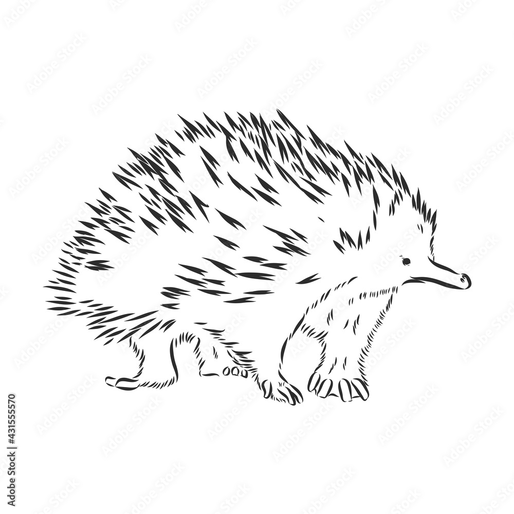 Echidna illustration, drawing, engraving, ink, line art, vector Echidna illustration, drawing, engraving, ink, line art, vector