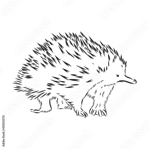 Echidna illustration, drawing, engraving, ink, line art, vector