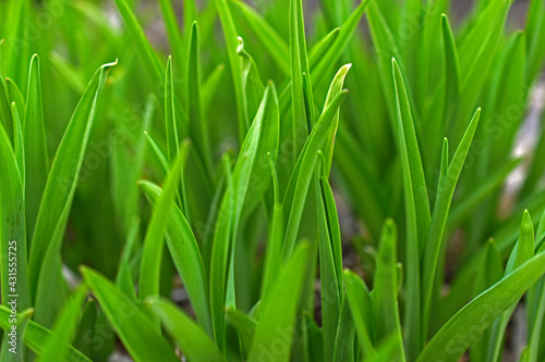 Bright green grass lilies in the spring in the garden