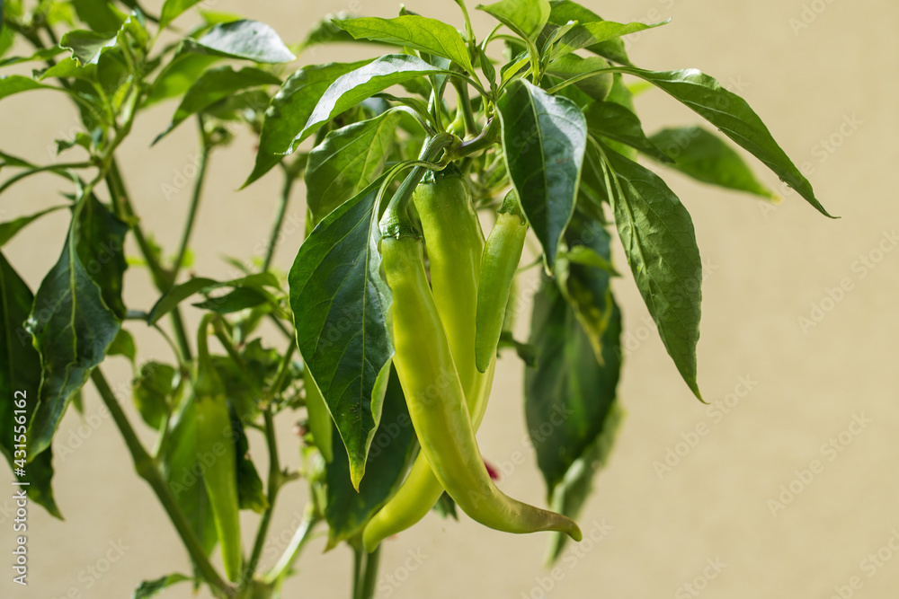 Obraz premium Small long peppers on a tree in a pot. There are small green leaves around.