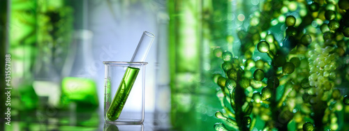 science technology research of green alga biofuel in laboratory, biotechnology industry with alternative natural experiment, biodiesel oil fuel energy from plant to sustainable environment photo