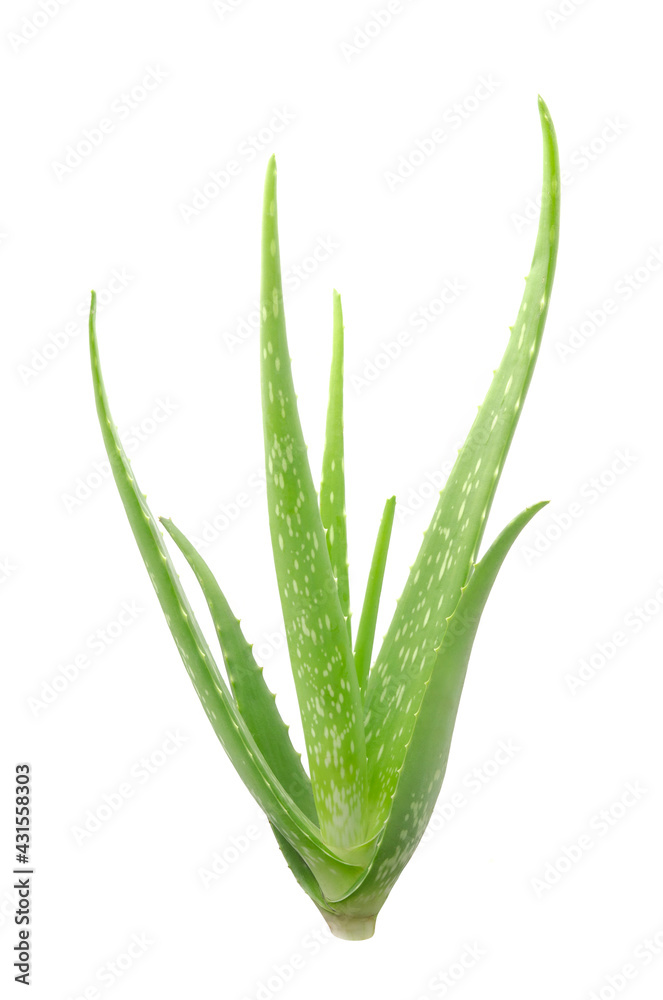 Macro or Close up fresh Aloe vera tree isolated on white background, Suitable for product design. Macro or Close up fresh Aloe vera tree isolated on white background, Suitable for product design.