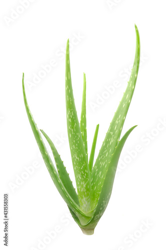 Macro or Close up fresh Aloe vera tree isolated on white background, Suitable for product design.