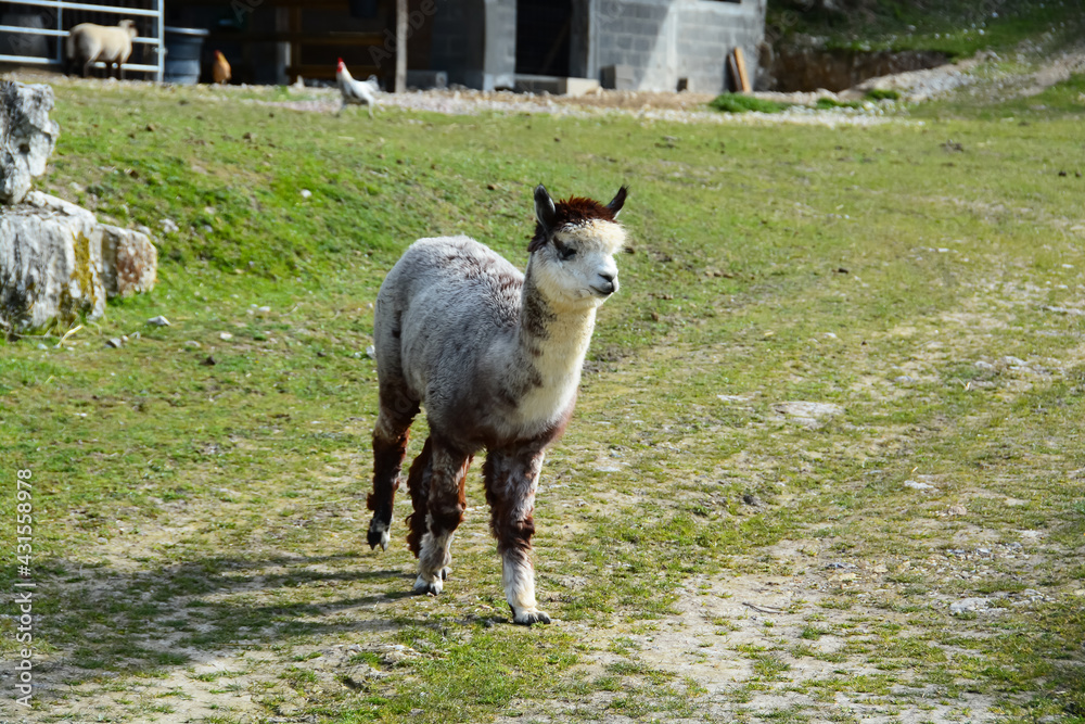 Obraz premium Lama