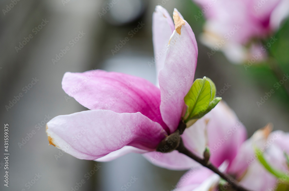 Beautiful purple magnolia flowers in the spring season on the magnolia tree. Blue sky background. Beautiful purple magnolia flowers in the spring season on the magnolia tree. Blue sky background.