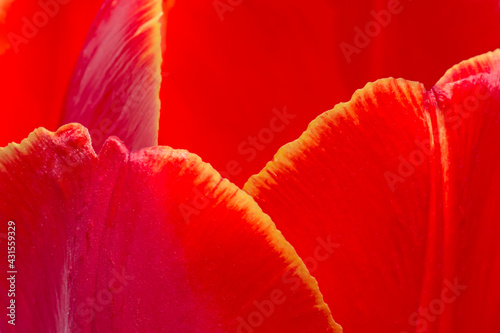 close up of petals of red tulip flower #431559329