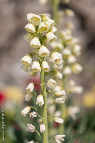 Persian lily (fritillaria persica) flower