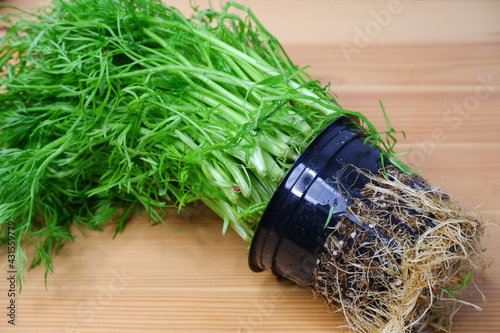 Dill on a wooden table