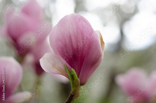 Beautiful purple magnolia flowers in the spring season on the magnolia tree. Blue sky background. © maria