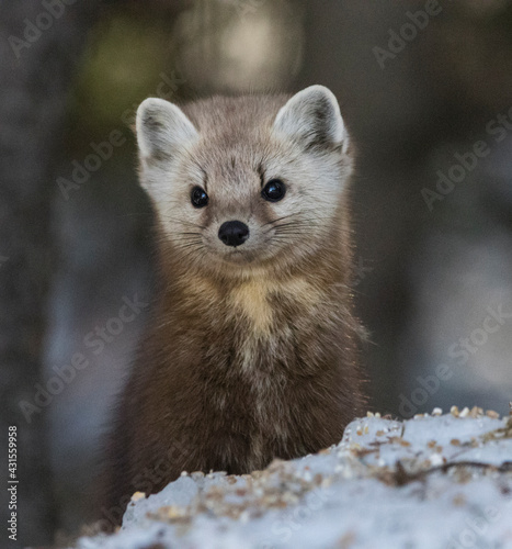 pine marten