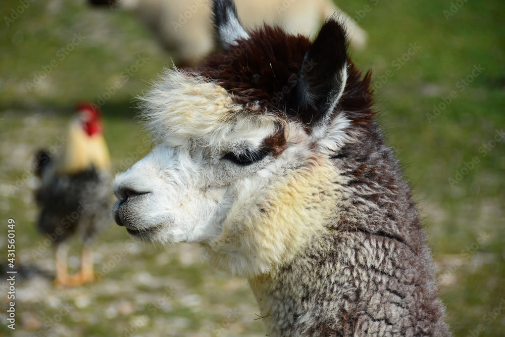 Obraz premium Lama