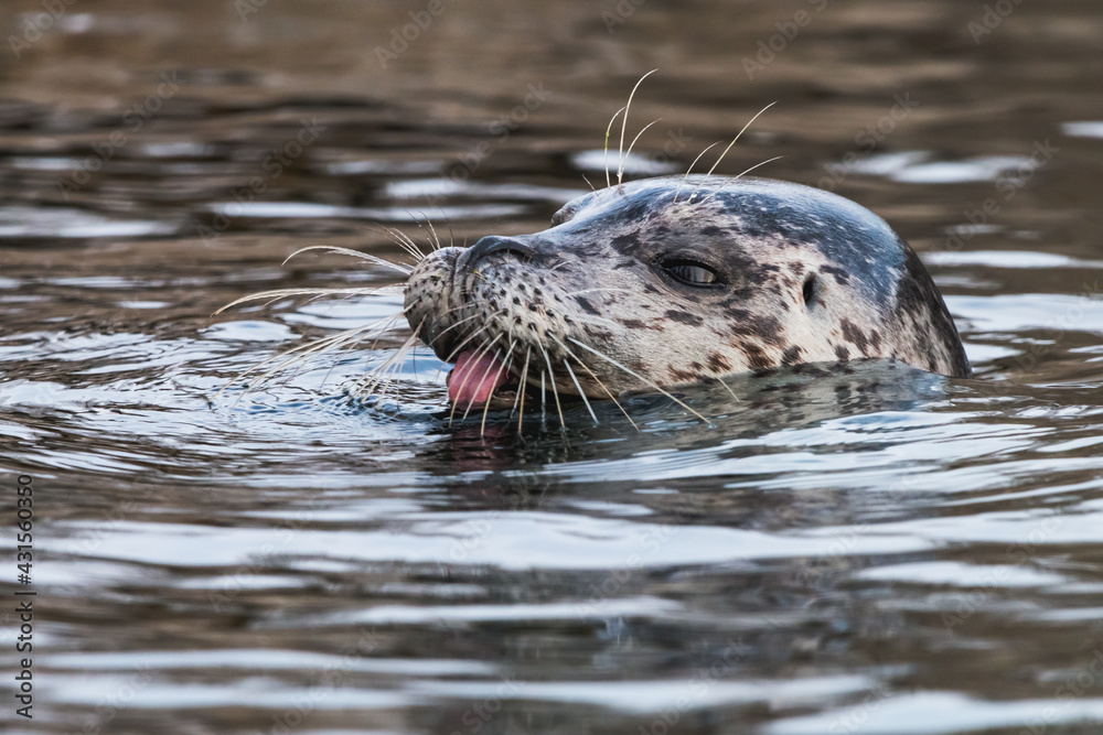 Fototapeta premium Common seal in the water with tongue sticking out. Close-up portrait of teasing Harbor seal (Phoca vitulina). Cute marine animal with funny face.