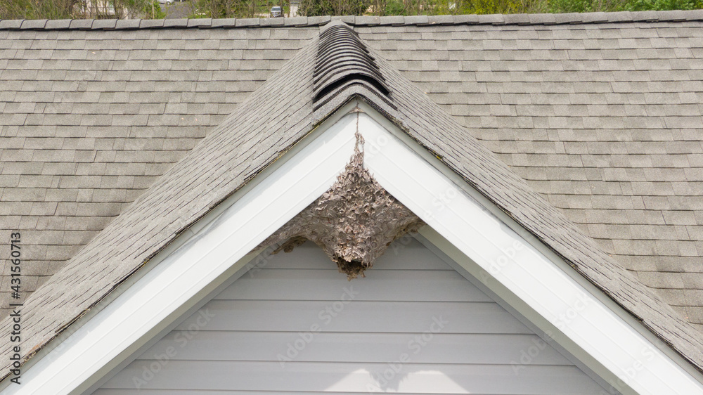 Aerial Drone Picture of a Paper Wasp Nest Under A Roof Peak of a Residential Home. Grey colored