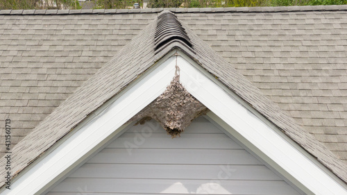 Aerial Drone Picture of a Paper Wasp Nest Under A Roof Peak of a Residential Home.  Grey colored nest is constructed by bees or wasps under the eave or soffit of a house.  Shingle and siding are visib