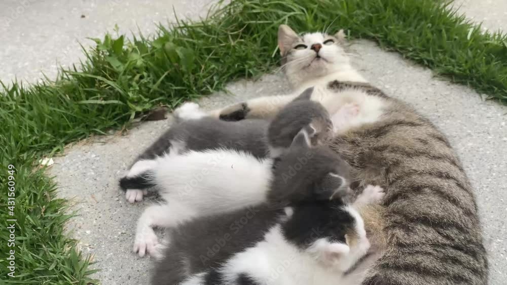 Mama cat nursing little kittens in the garden. Mother cat feeding tiny