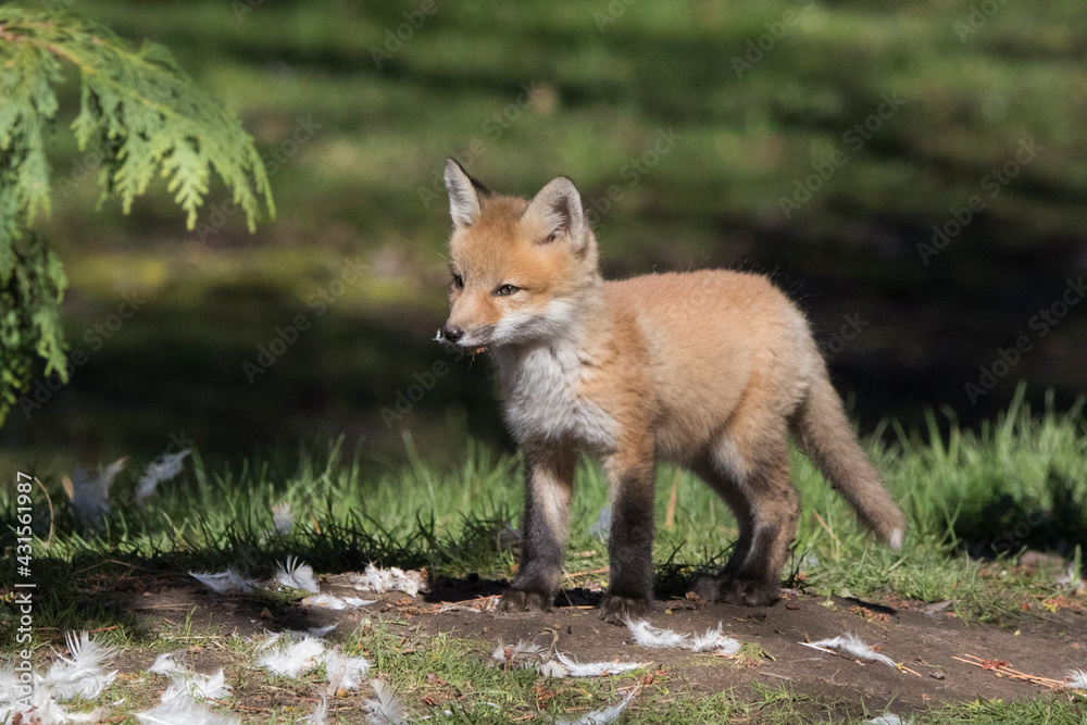 red fox kit with chicken feathers

