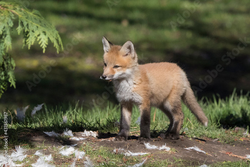 red fox kit with chicken feathers  © Alice