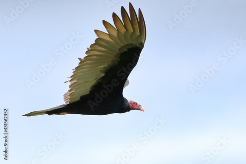 Turkey Vulture (Cathartes aura) flying in the blue sky