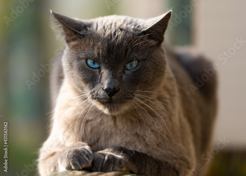 Siamese cat with blue eyes basking in the sun