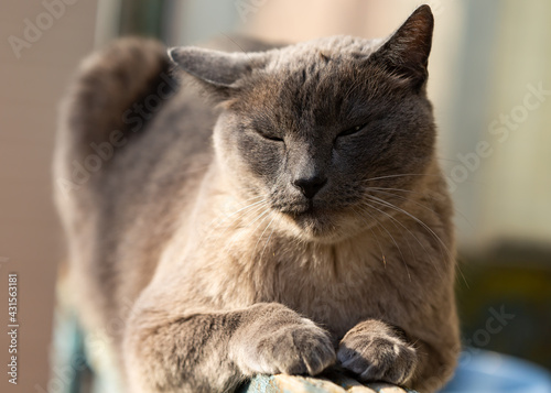 Siamese cat with blue eyes basking in the sun