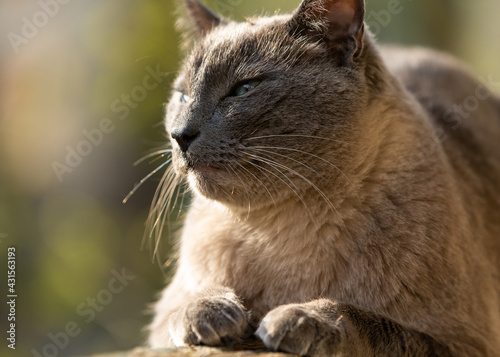 Siamese cat with blue eyes basking in the sun