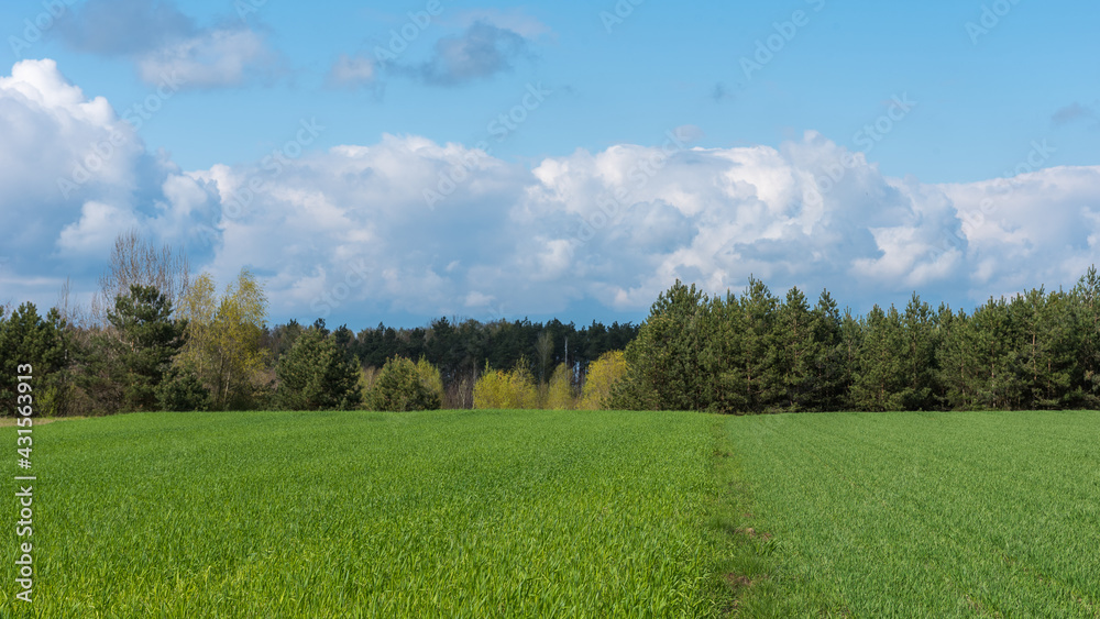 Obraz premium Wiosenne zasiewy