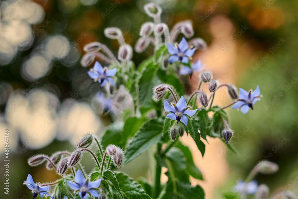 Fototapeta premium Borage flower