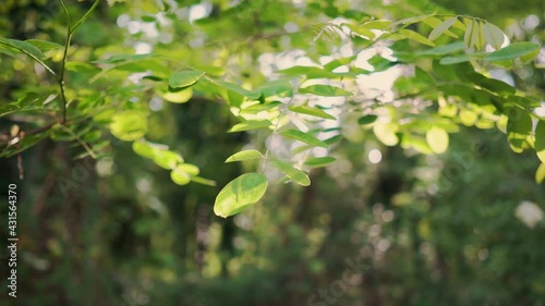 Backlit green leaves with sunset sun behind. vegetation plane at sunrise