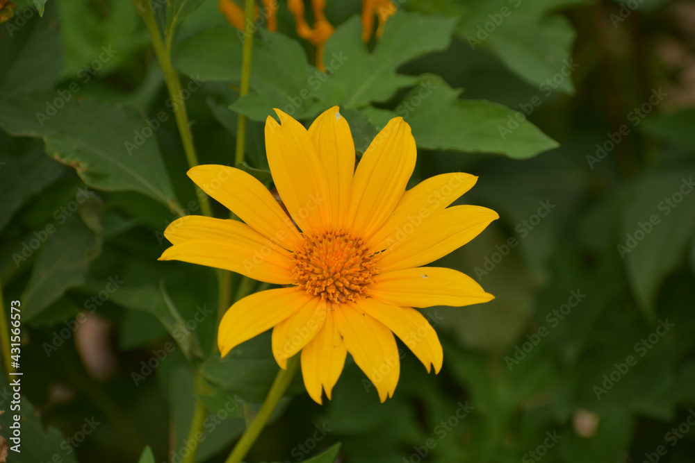 Beautiful yellow flower in the plant Beautiful yellow flower in the plant
