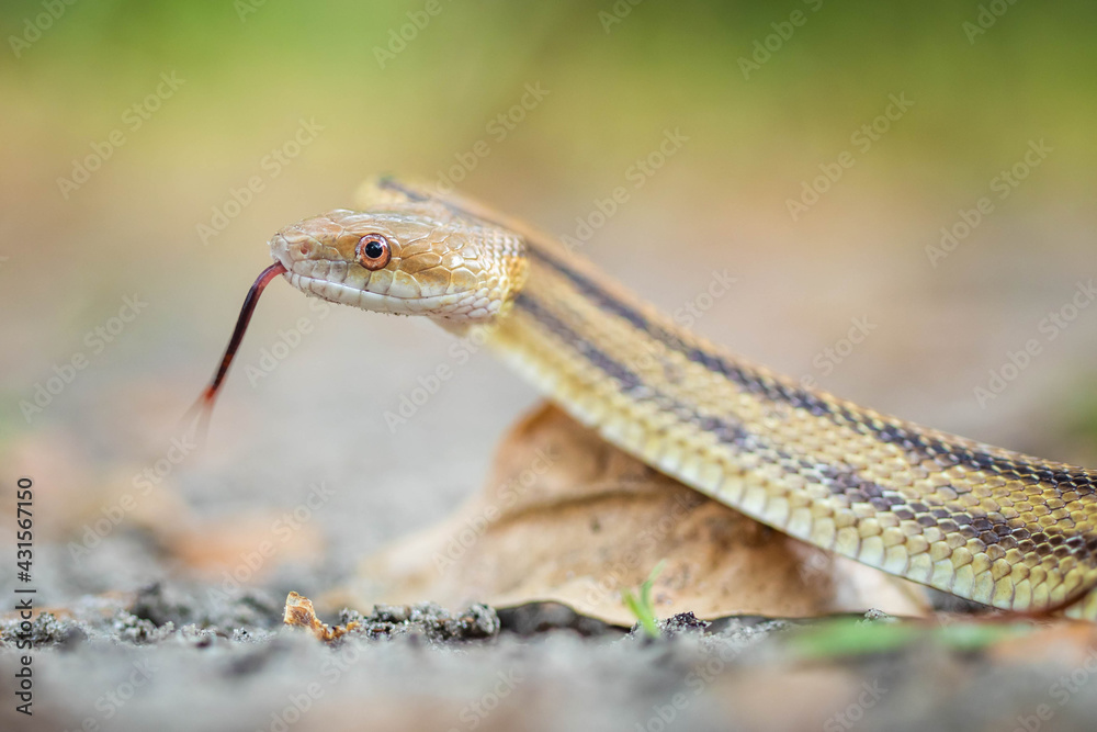 Obraz premium Isolated close up portrait of eastern yellow ratsnake