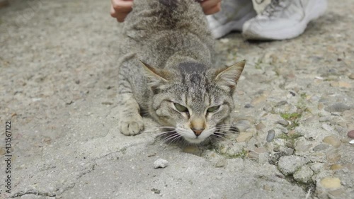 Woman's hands stroking a gray tabby cat with green eyes that is relaxing on the concrete floor. domestic pet playing with its owner on the ground.