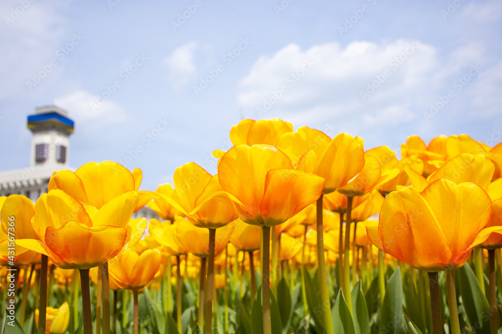 Blooming yellow tulips on Independence Square in the center of Kiev, Ukraine. Blooming yellow tulips on Independence Square in the center of Kiev, Ukraine.