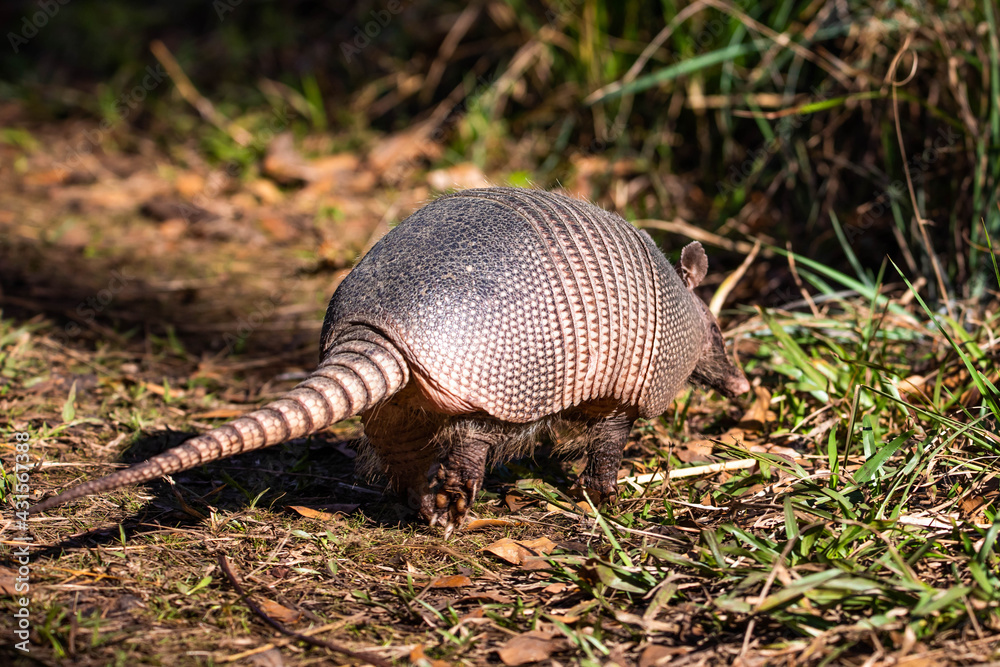 Cute armadillo animal walking in the forest