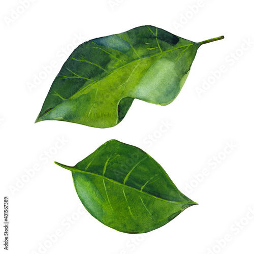 Two green laurel leaves isolated on white background.  Watercolor hand drawn illustration.