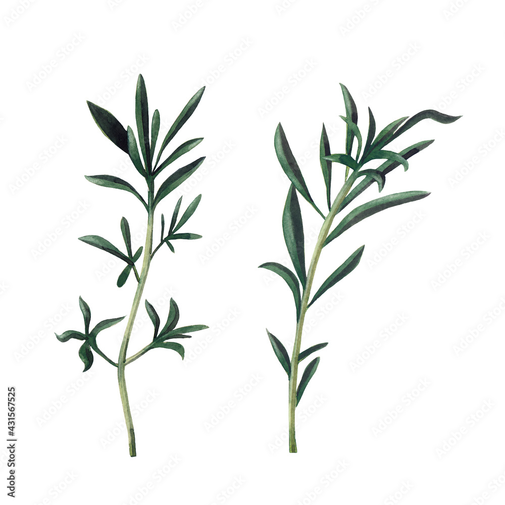 Two branches of santoreggia isolated on white background.  Watercolor hand drawn illustration.