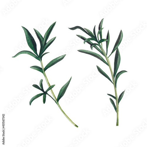 Two branches of santoreggia isolated on white background. Watercolor hand drawn illustration.