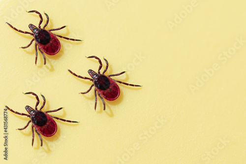 Ticks on a yellow background. © Ilya