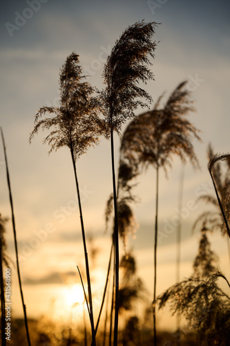 Wild tall grass in the warm evening sun