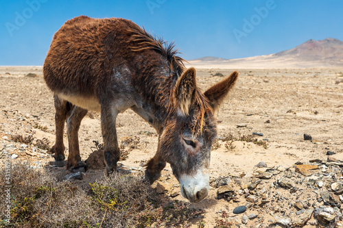 Majorera donkey is indigenous to the Canary Islands. It is an endangered breed under special protection, in danger of extinction - There are approximately 200 of them; almost all are on Fuerteventura.