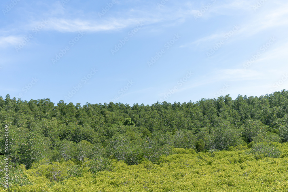 Landscape green forest in the blue sky background.