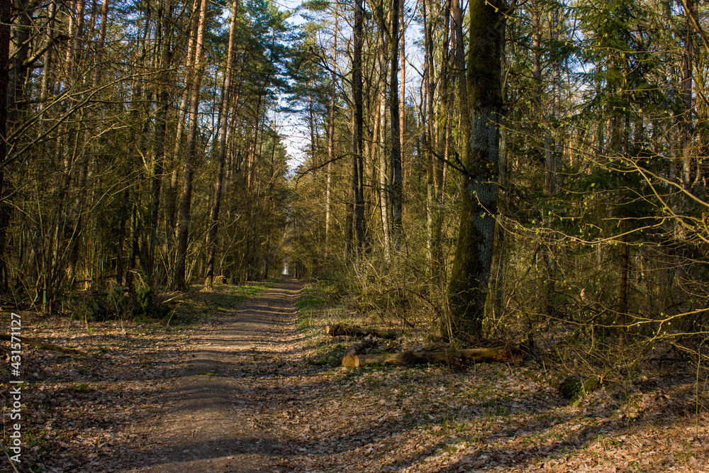 Spring natural background: forest road, trees and bushes with young green leaves in the rays of the evening sun. Spring natural background: forest road, trees and bushes with young green leaves in the rays of the evening sun.