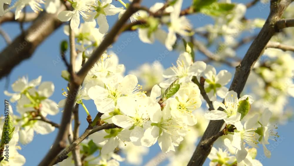 Cherry blossom in full blum against ib the garden. Nature concept. Spring time. Cherry blossom in full blum against ib the garden. Nature concept. Spring time.