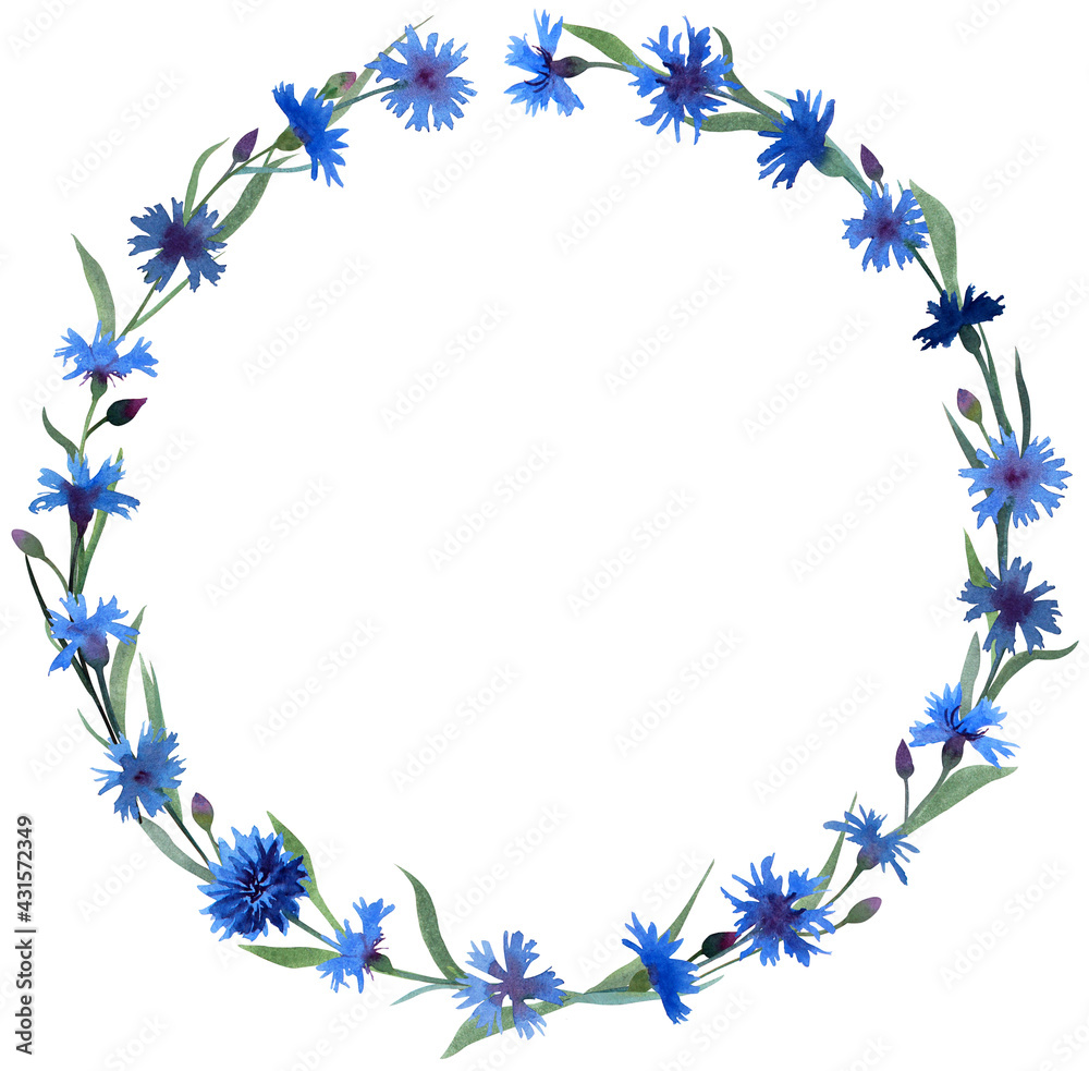 A wreath of delicate blue cornflowers on a white background. Watercolor. Illustration